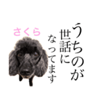 まいにちるいくん（個別スタンプ：8）