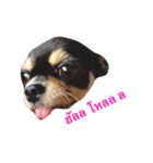 The Dog FaYaa（個別スタンプ：1）