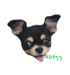 The Dog FaYaa（個別スタンプ：2）