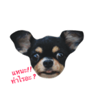 The Dog FaYaa（個別スタンプ：3）