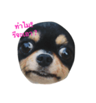 The Dog FaYaa（個別スタンプ：4）