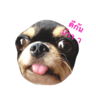 The Dog FaYaa（個別スタンプ：5）