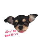 The Dog FaYaa（個別スタンプ：6）