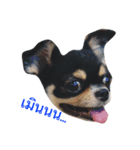 The Dog FaYaa（個別スタンプ：7）