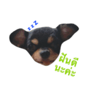 The Dog FaYaa（個別スタンプ：8）