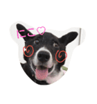 看板犬クロさん（個別スタンプ：1）