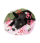 看板犬クロさん（個別スタンプ：3）