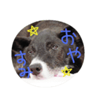 看板犬クロさん（個別スタンプ：4）