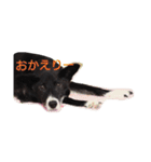看板犬クロさん（個別スタンプ：6）