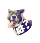 看板犬クロさん（個別スタンプ：10）