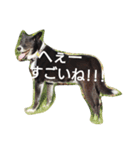 看板犬クロさん（個別スタンプ：13）
