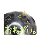 看板犬クロさん（個別スタンプ：14）