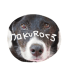 看板犬クロさん（個別スタンプ：16）