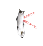 猫のにゃーだ（個別スタンプ：1）