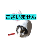 猫のにゃーだ（個別スタンプ：2）