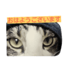 猫のにゃーだ（個別スタンプ：5）