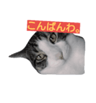 猫のにゃーだ（個別スタンプ：6）