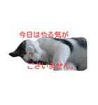猫のにゃーだ（個別スタンプ：7）