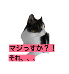 猫のにゃーだ（個別スタンプ：8）