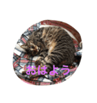 うちのねむりねこ 2（個別スタンプ：1）
