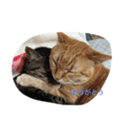 うちのねむりねこ 2（個別スタンプ：3）