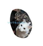 うちのねむりねこ 2（個別スタンプ：8）