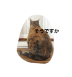 うちのねむりねこ 2（個別スタンプ：13）