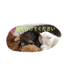 うちのねむりねこ 2（個別スタンプ：18）