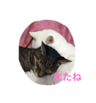 うちのねむりねこ 2（個別スタンプ：32）