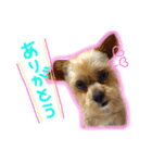 ヨーキー×シーズー犬《CORO》スタンプ（個別スタンプ：1）