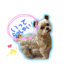 ヨーキー×シーズー犬《CORO》スタンプ（個別スタンプ：2）