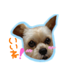 ヨーキー×シーズー犬《CORO》スタンプ（個別スタンプ：3）