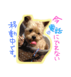ヨーキー×シーズー犬《CORO》スタンプ（個別スタンプ：4）