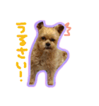 ヨーキー×シーズー犬《CORO》スタンプ（個別スタンプ：6）