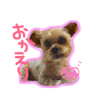 ヨーキー×シーズー犬《CORO》スタンプ（個別スタンプ：7）