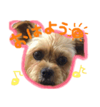 ヨーキー×シーズー犬《CORO》スタンプ（個別スタンプ：8）