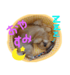 ヨーキー×シーズー犬《CORO》スタンプ（個別スタンプ：9）