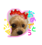 ヨーキー×シーズー犬《CORO》スタンプ（個別スタンプ：10）