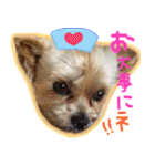 ヨーキー×シーズー犬《CORO》スタンプ（個別スタンプ：12）