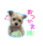 ヨーキー×シーズー犬《CORO》スタンプ（個別スタンプ：13）
