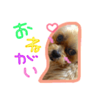 ヨーキー×シーズー犬《CORO》スタンプ（個別スタンプ：14）