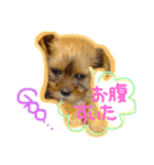 ヨーキー×シーズー犬《CORO》スタンプ（個別スタンプ：15）