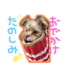 ヨーキー×シーズー犬《CORO》スタンプ（個別スタンプ：16）