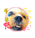 ヨーキー×シーズー犬《CORO》スタンプ（個別スタンプ：17）