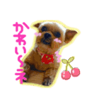 ヨーキー×シーズー犬《CORO》スタンプ（個別スタンプ：18）