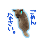 ヨーキー×シーズー犬《CORO》スタンプ（個別スタンプ：19）