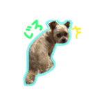 ヨーキー×シーズー犬《CORO》スタンプ（個別スタンプ：21）
