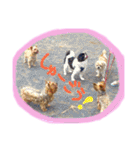 ヨーキー×シーズー犬《CORO》スタンプ（個別スタンプ：22）