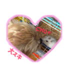 ヨーキー×シーズー犬《CORO》スタンプ（個別スタンプ：23）