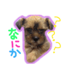 ヨーキー×シーズー犬《CORO》スタンプ（個別スタンプ：26）